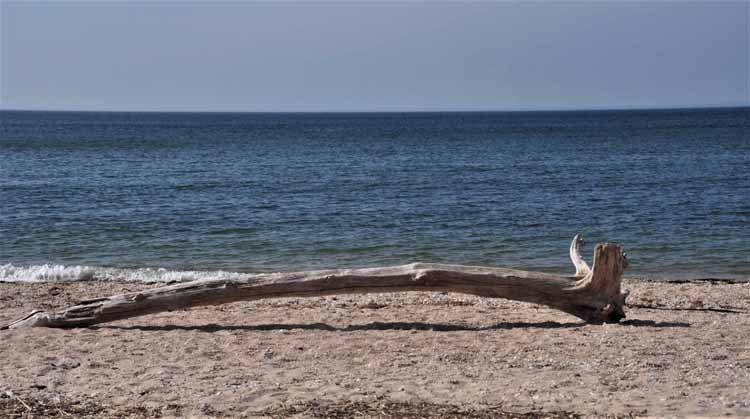 driftwood